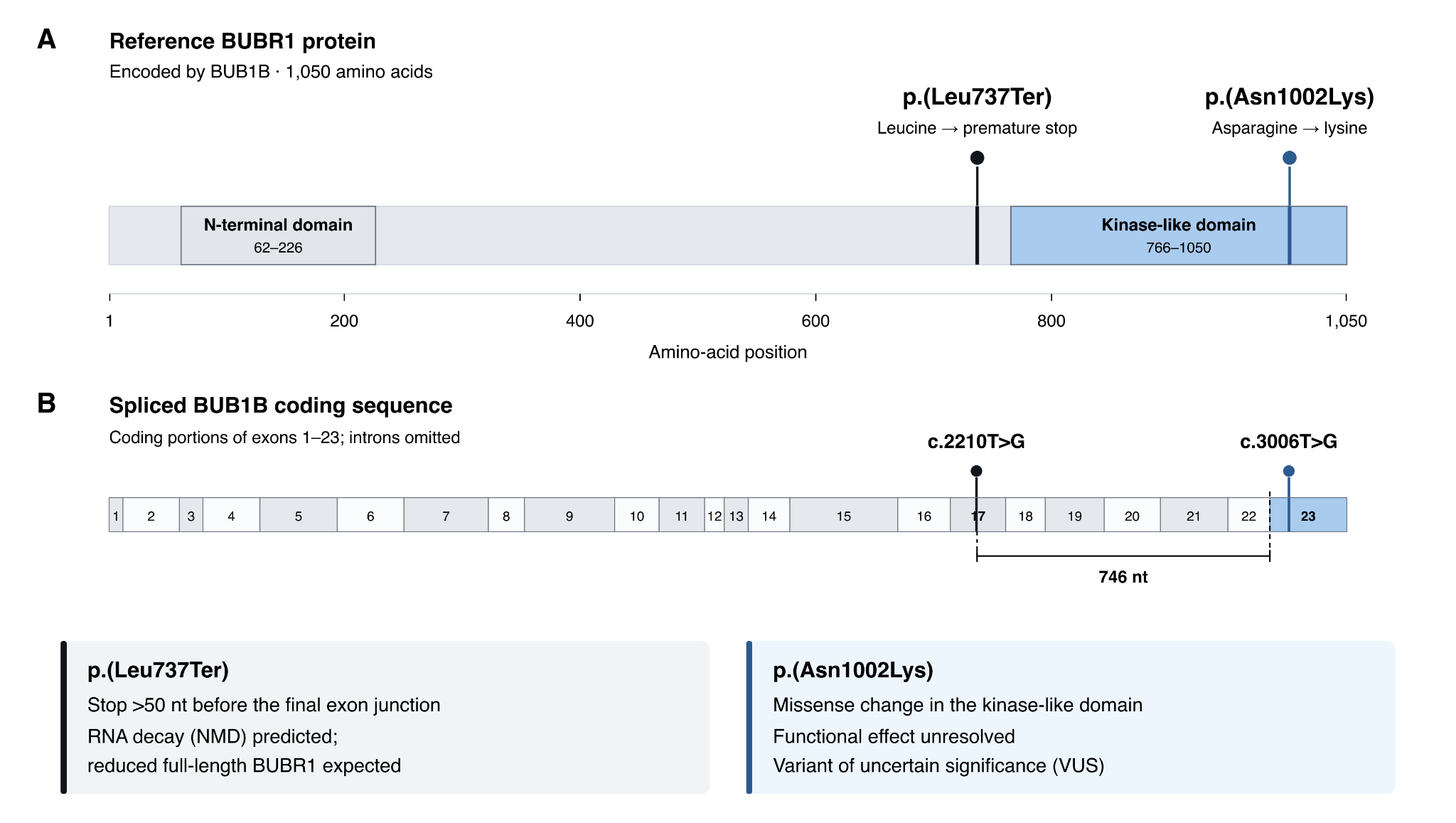 Two-panel diagram of the candidate BUB1B variants. A: the 1,050-amino-acid BUBR1 protein, with an N-terminal domain at 62 to 226 and a kinase-like domain at 766 to 1050. p.(Leu737Ter), leucine to premature stop, falls just before the kinase-like domain; p.(Asn1002Lys), asparagine to lysine, falls inside it. B: the spliced BUB1B coding sequence, exons 1 to 23, with c.2210T>G in exon 17, 746 nucleotides before the final exon junction, and c.3006T>G in exon 23. Notes below: p.(Leu737Ter) stops more than 50 nucleotides before the final exon junction, so RNA decay (NMD) and reduced full-length BUBR1 are expected; p.(Asn1002Lys) is a missense change in the kinase-like domain whose functional effect is unresolved, a variant of uncertain significance (VUS).